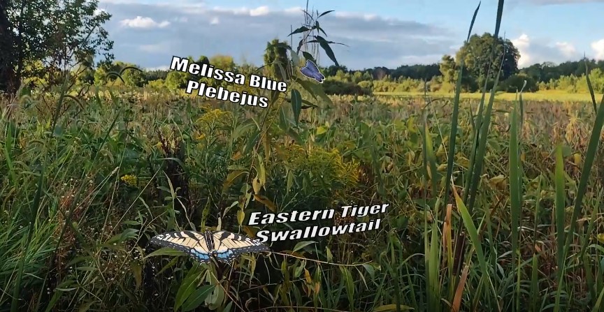 Butterfly Count Concept