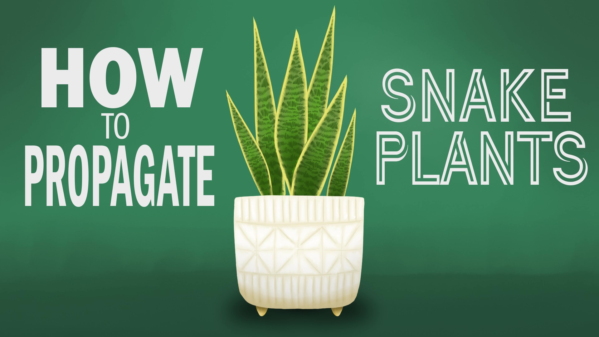 Propagate Snake Plants