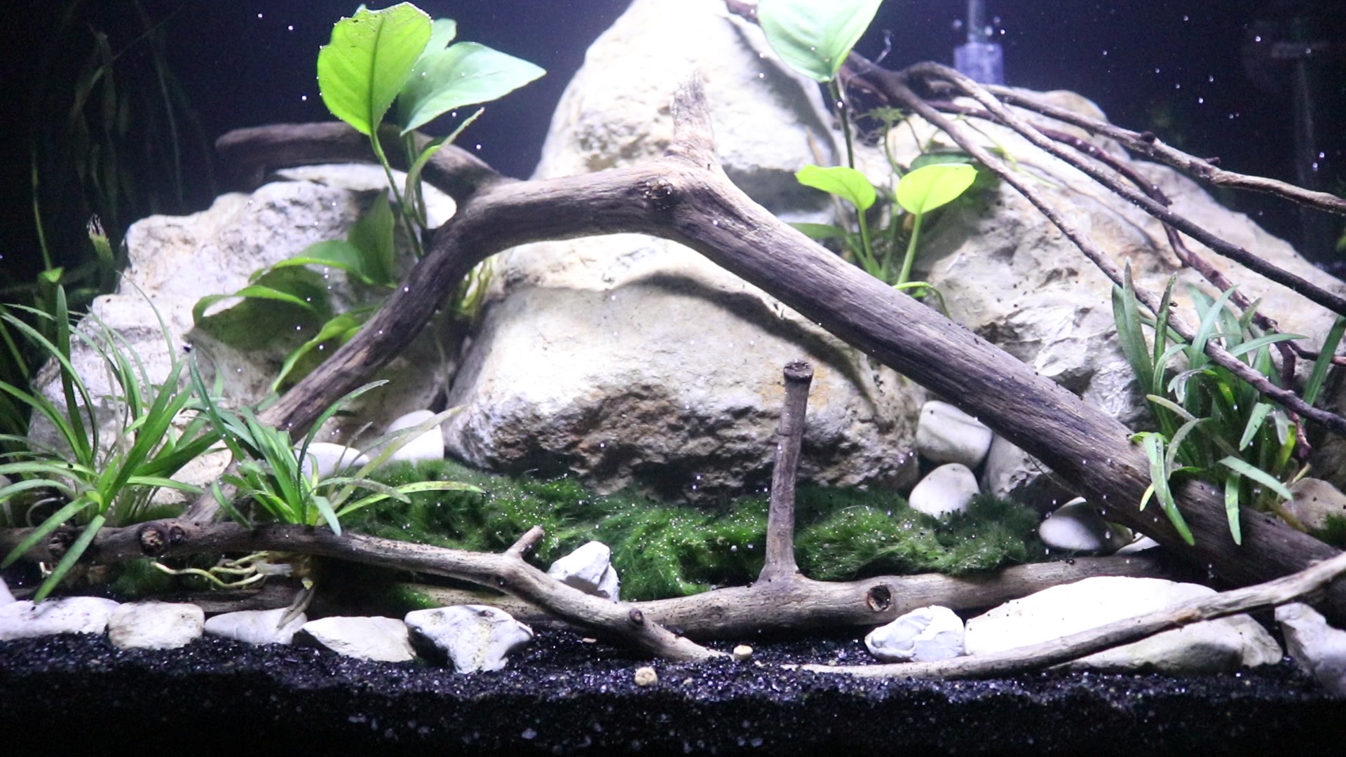 10 gallon Aquarium Build with Live Plants